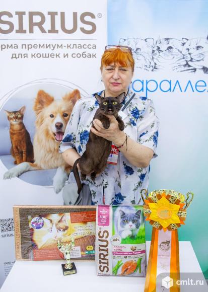 Европейская бурма - кошка. Фото 1.