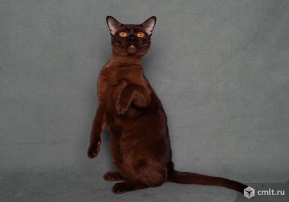 Европейская бурма - кошка. Фото 4.