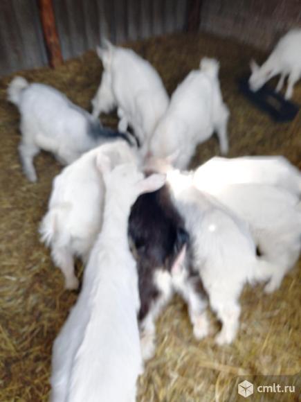 Продаю козлят. Фото 1.