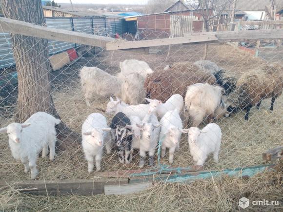 Продаю козлят. Фото 2.