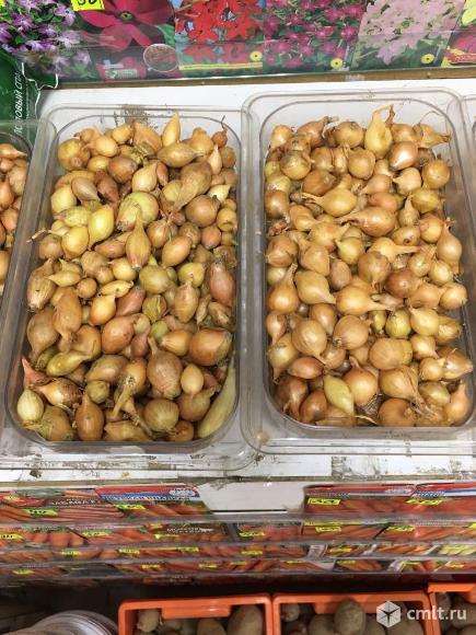 Семена лука-севка. Фото 1.