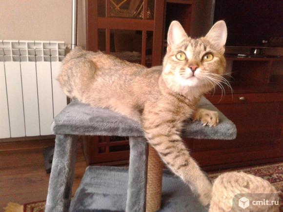 Кошечка  серо-золотистого окраса. Фото 1.