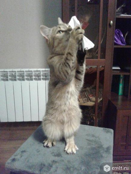 Кошечка  серо-золотистого окраса. Фото 5.