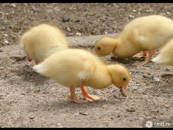 Утята  агидель. Фото 1.