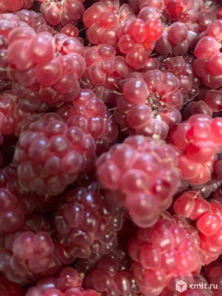 Малина ремонтантная красная.. Фото 1.