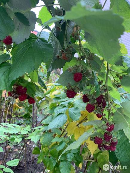 Малина ремонтантная красная.. Фото 3.