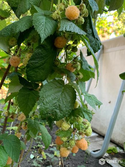 Саженцы желтой малины. Фото 1.