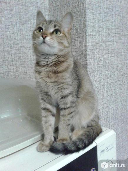 Кошечка  Шейла в добрые руки. Фото 1.