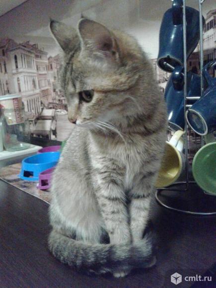 Кошечка  Шейла в добрые руки. Фото 5.