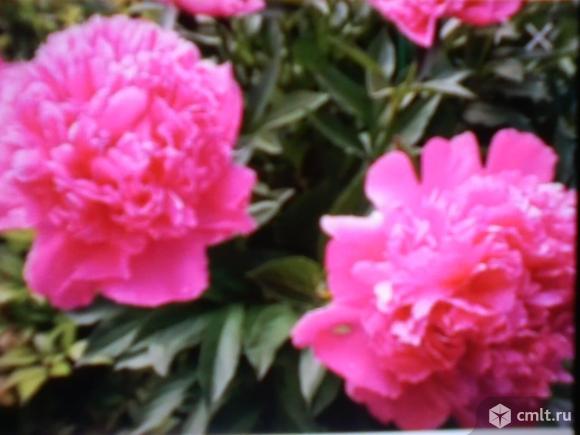 Пионы. Фото 1.