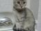 Трехцветный котенок Шейла. Фото 1.