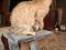 Трехцветный котенок Шейла. Фото 5.