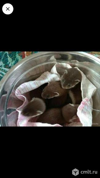 Ласка (мальчики). Фото 1.