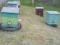 Пчеломатки Бакфаст на продажу в мае 2023 года.. Фото 2.
