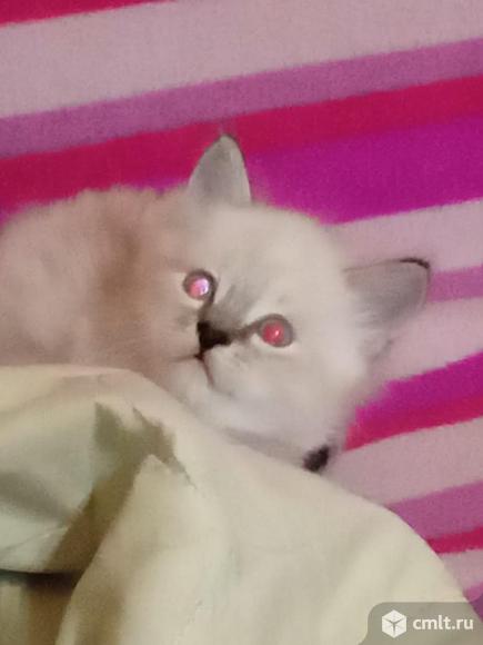 Отдам в добрые руки. Фото 1.