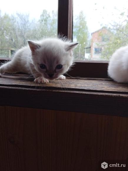 Отдам в добрые руки. Фото 5.