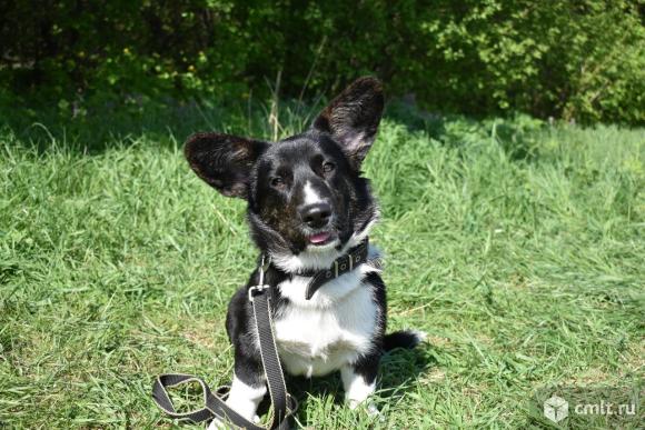 Продаётся мальчик корги. Фото 9.