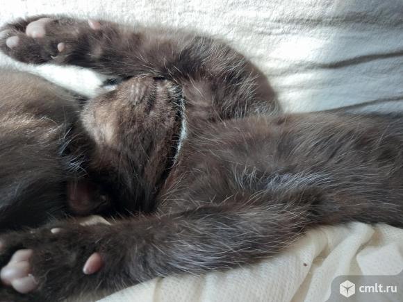 Кошечка в добрые руки. Фото 4.