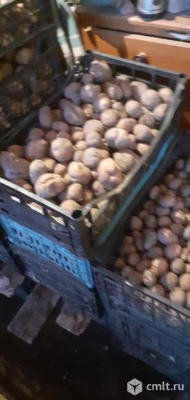 Картофель от бабушки старые сорта. Фото 1.