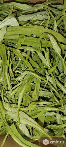 Иван-чай листовой. Фото 1.