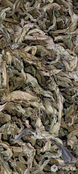 Иван-чай листовой. Фото 2.