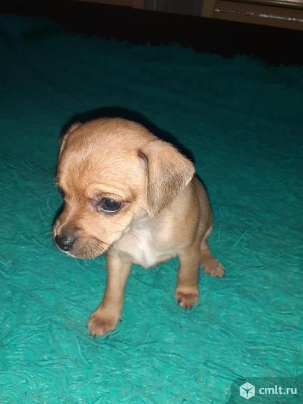 Продаётся щенок. Фото 1.