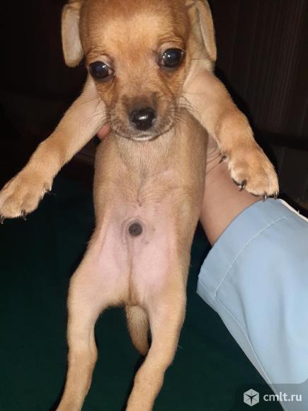 Продаётся щенок. Фото 3.