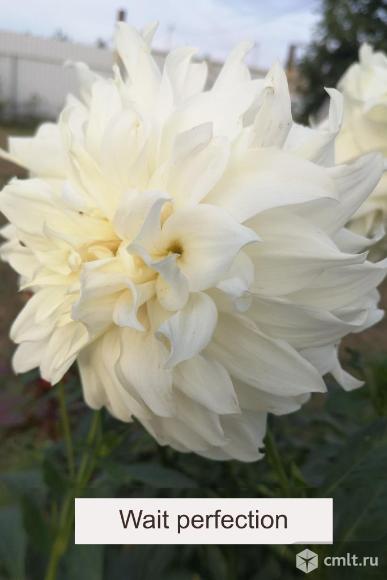 Георгины для вашего сада. Фото 1.