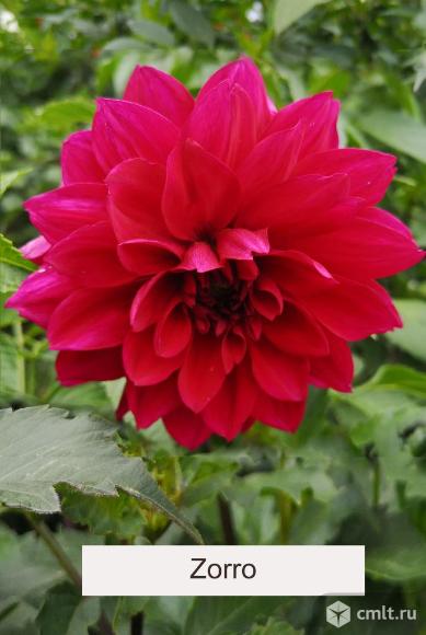 Георгины для вашего сада. Фото 3.