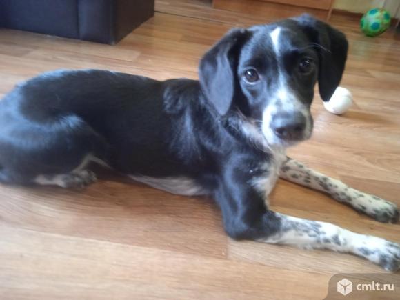 Чудесный щенок,девочка  в добрые руки. Фото 2.