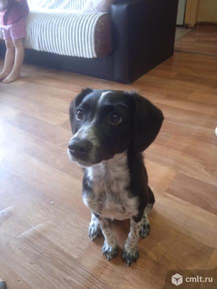 Чудесный щенок,девочка  в добрые руки. Фото 1.