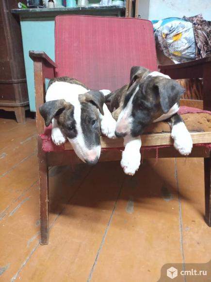 Предлагаю щенков, девочки, тигровый раскрас. 2,6 месяца. Документы все.. Фото 1.