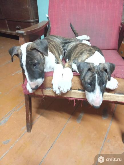 Предлагаю щенков, девочки, тигровый раскрас. 2,6 месяца. Документы все.. Фото 2.