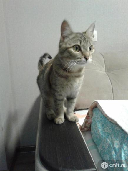 Котенок (девочка, 5 месяцев ). Фото 1.