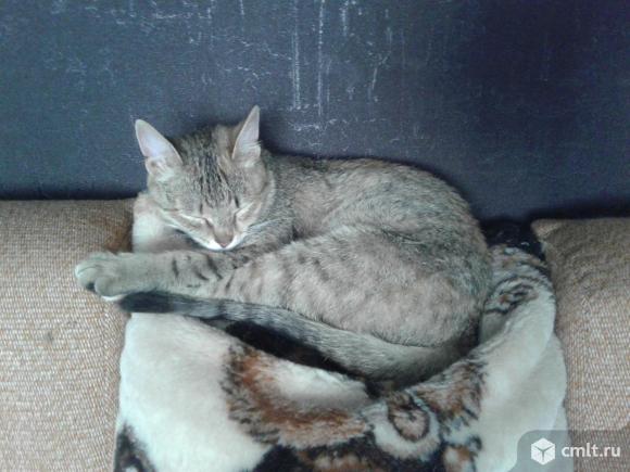 Котенок (девочка, 5 месяцев ). Фото 6.