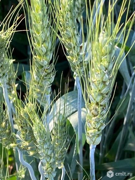 Семена озимой пшеницы донской селекции. Фото 1.