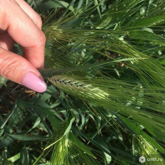 Семена озимого ячменя. Фото 1.