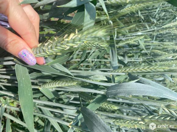 Семена тритикале. Фото 2.