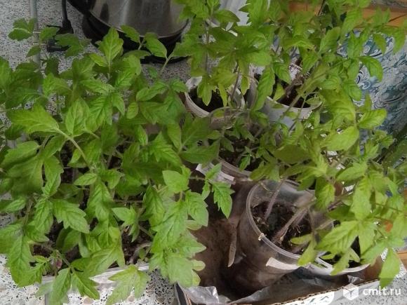 Рассада помидор (пакетом). Фото 1.