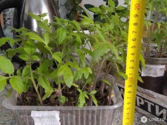 Рассада помидор (пакетом). Фото 7.