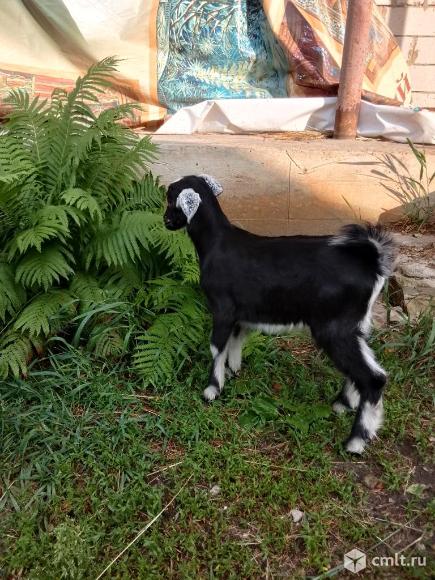 Козлик молочный. Фото 1.
