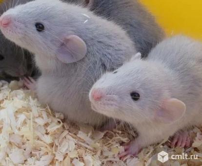Крысята дамбо рекс и стандарт. Фото 1.