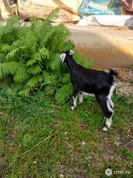 Козлик молочный. Фото 2.