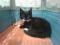 Котенок черно-белого окраса (1,5 мес.). Фото 2.