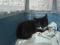 Котенок черно-белого окраса (1,5 мес.). Фото 4.