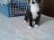 Котенок черно-белого окраса (1,5 мес.). Фото 3.