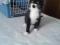 Котенок черно-белого окраса (1,5 мес.). Фото 5.