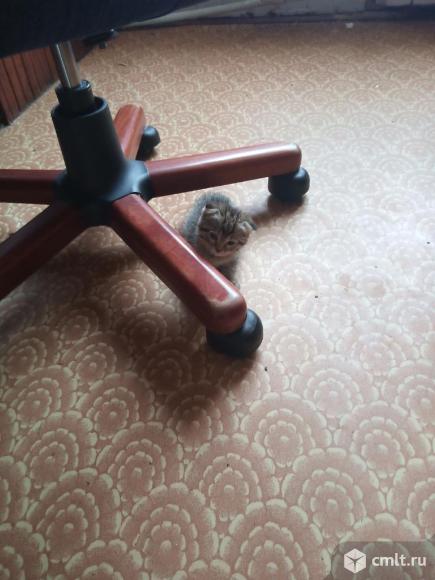 Котёнок. Фото 6.