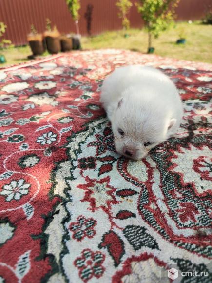 Померанский шпиц щенки. Фото 1.