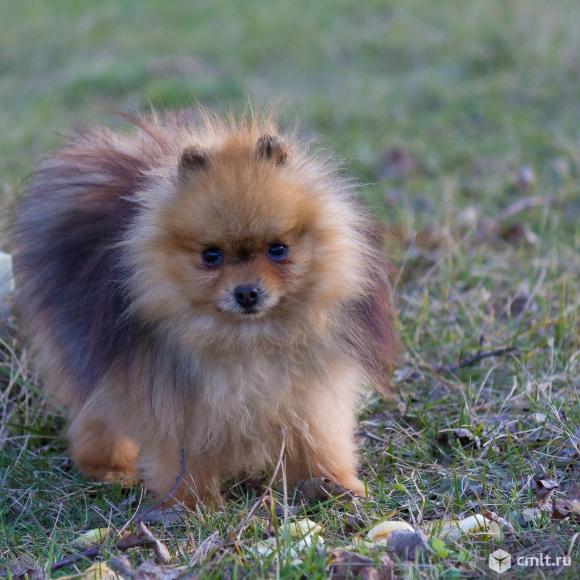 Померанский шпиц щенки. Фото 2.